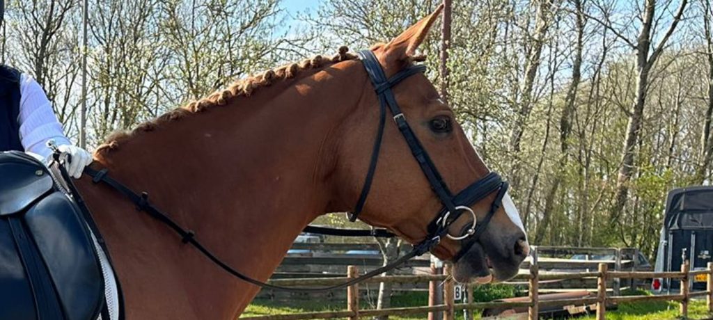 Afbeelding van aangepaste teugel