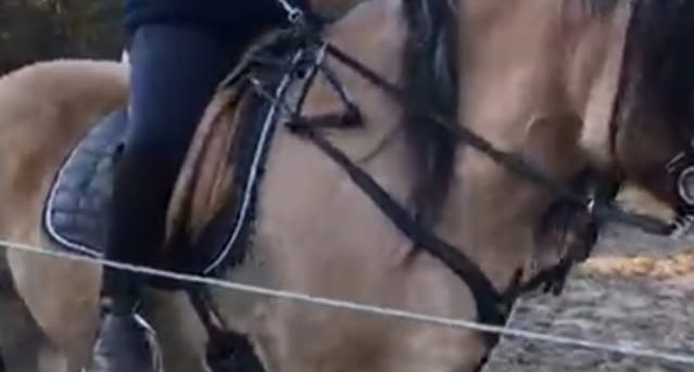 Afbeelding van aangepaste teugel