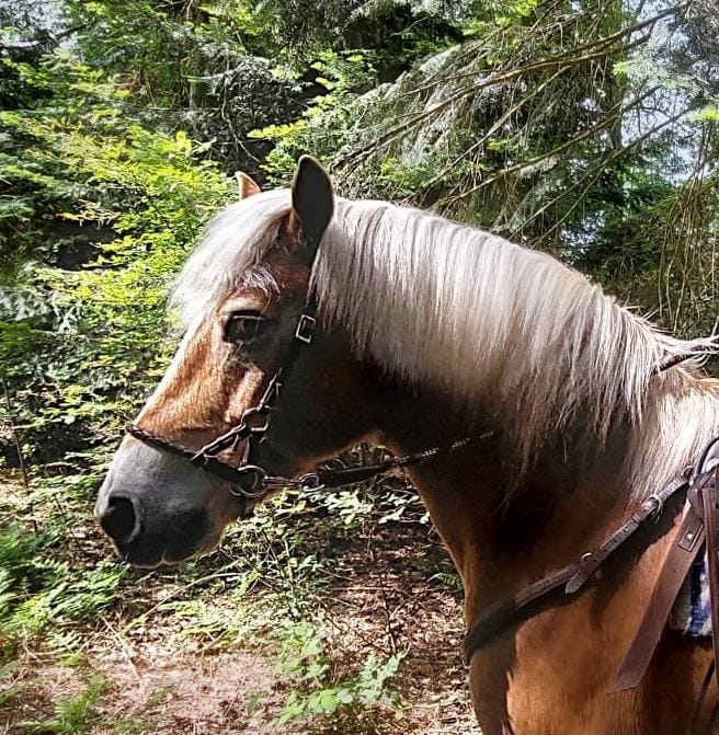 Afbeelding van aangepaste teugel