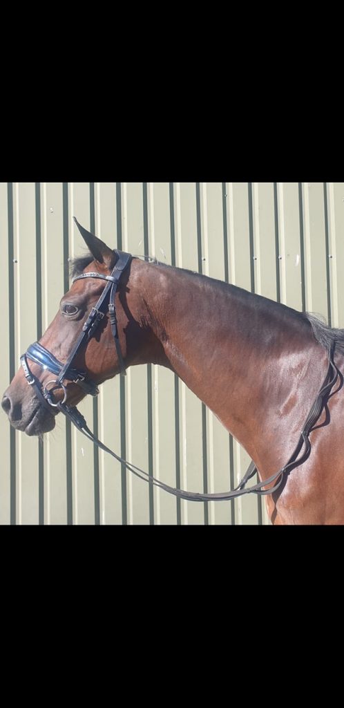 Afbeelding van aangepaste teugel