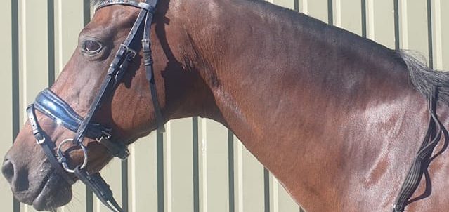 Afbeelding van aangepaste teugel