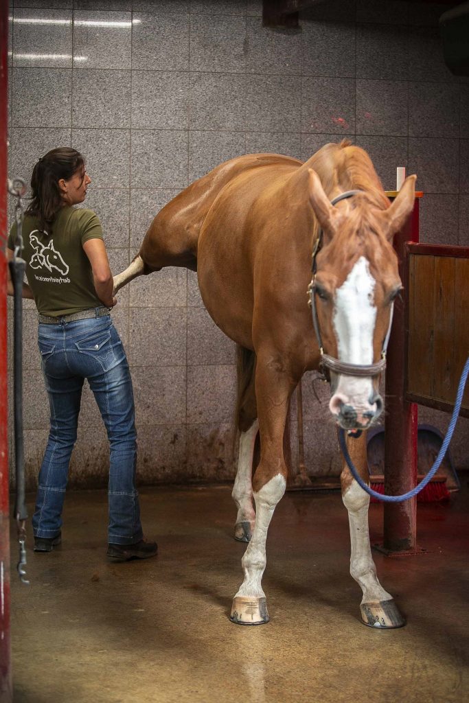 Dierfysio Francis Gommans behandeld het heup en het bekken van een paard 