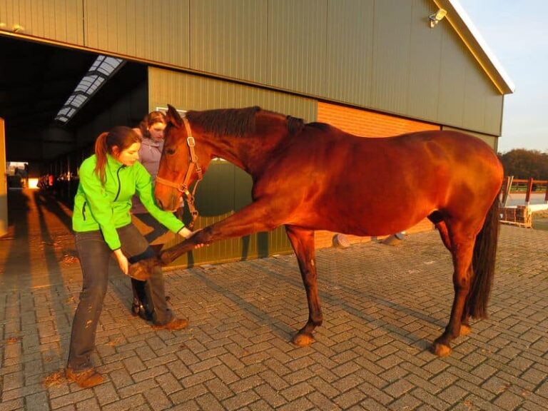 Paula Avezaat 768x576